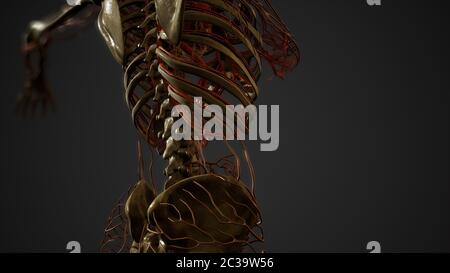 Menschliche Körper Blutgefäß Anatomie Stockfoto