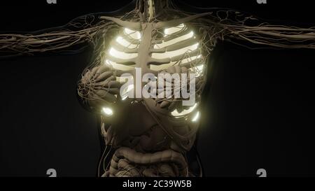 Die menschliche Lunge Radiologie Prüfung Stockfoto