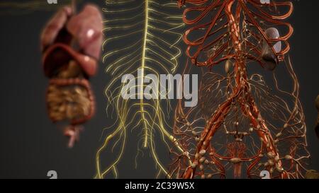 3D-Anatomie illustration Animierte Stockfoto