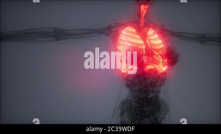 Die menschliche Lunge Radiologie Prüfung Stockfoto