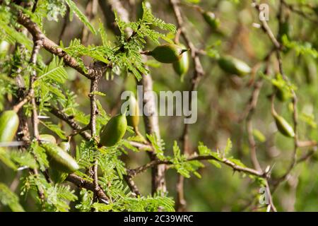 Grüne Frucht der Akazie im Sommer Stockfoto