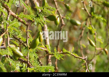 Grüne Frucht der Akazie im Sommer Stockfoto