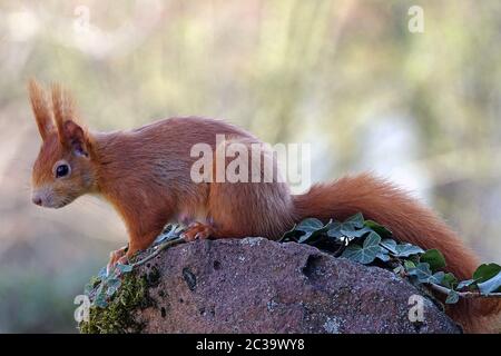 Weibliche Eichhörnchen Sciurus vulgaris Stockfoto