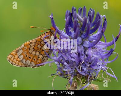 Nahaufnahme eines Butterfys, der auf einer violetten Blume bestäubt Stockfoto