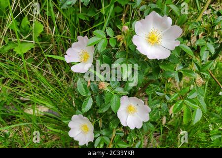 Nahaufnahme einer Hunderose (Rosa canina). Stockfoto