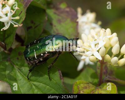 Nahaufnahme von grünen Käfern, die sich auf weißen Blüten ernähren Stockfoto