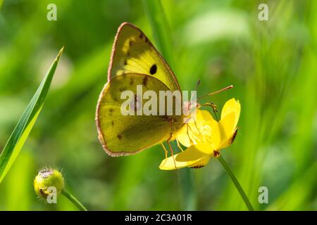 Nahaufnahme eines gelben Butterfys, der auf der Blüte bestäubt Stockfoto