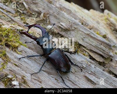 Nahaufnahme des europäischen Hirschkäfers Stockfoto