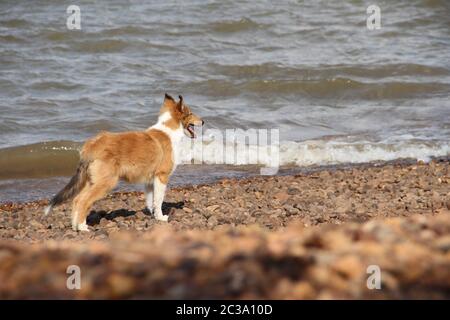 Welpen collie am Strand, Haustiere willkommen Stockfoto