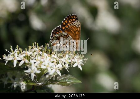 Nahaufnahme eines Butterfys, der auf weißer Blume bestäubt Stockfoto