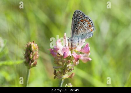 Nahaufnahme eines Butterfys, der auf rosa Blüten bestäubt Stockfoto