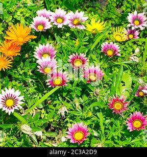 Gelbe, weiße, rote Blüten von Gazania auf Blumenbeet. Stockfoto