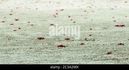 Viele Christmas Island Red Crab (Gecarcoidea natalis), ein Land Brachyura Krebse oder Rot crazy ant Schalentiere Gecarcinidae Arten, die endemisch ist, Christm Stockfoto