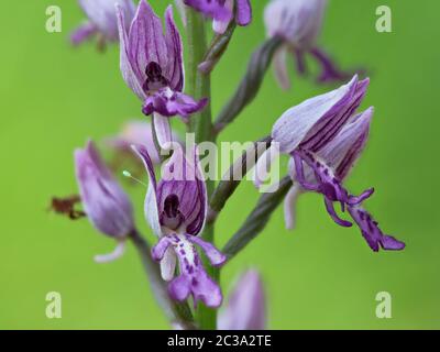 Nahaufnahme einer europäischen Orchidee Stockfoto