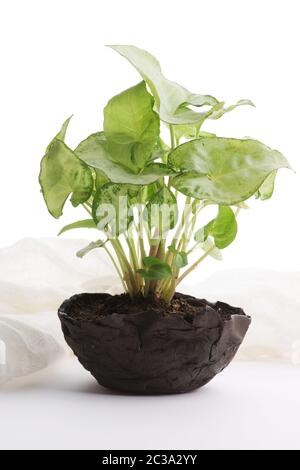 Kleine Pflanze im Topf auf weißem Hintergrund sygnonium Stockfoto