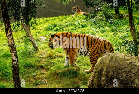 Zwei schöne große Amur Tiger Panthera tigris Altaica, in ihrer Heimat im Zoo von Dublin, Irland Stockfoto