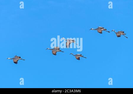 Sandhill Cranes Flying in Formation nahe dem Platte River in Kearney, Nebraska Stockfoto