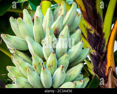 Ein Bündel roher Silberblumenker auf einer Bananenstaude Stockfoto
