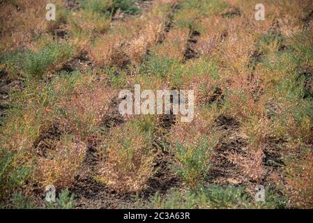 Kichererbsen Bauernhof Feld, Kichererbsen pod mit grünen jungen Pflanzen in der Farm Feld Stockfoto