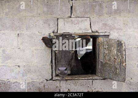 Kuh, die aus dem Fenster des Schuppen auf der roten Ziegelmauer schaut. Tierhaltung. Viehzucht Stockfoto