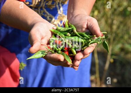 Nahaufnahme des grünen Bio Chili Holding in der Hand des jungen Bauern im landwirtschaftlichen Bereich, Stockfoto