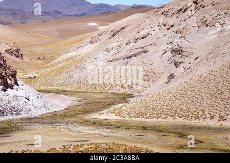 Vicunas im Fumarolenfeld in der Puna de Atacama, Argentinien. Puna de Atacama ist ein arides Hochplateau in den Anden von Nordchile und Argentinien. Stockfoto