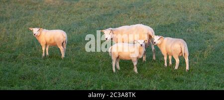 Schafe und drei Lämmer in grünen Wiese in warmen frühen Morgenlicht Stockfoto