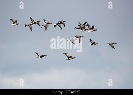 Schar von Brent Gans in Fliege auf einem Himmel. Ihr lateinischer Name ist Branta bernicla. Stockfoto