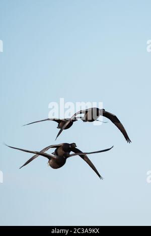 Schar von Brent Gans in Fliege auf einem Himmel. Ihr lateinischer Name ist Branta bernicla. Stockfoto