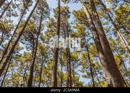 Baumkronen und Baumstämme von unten gesehen. Table Mountain National Park in Kapstadt, Südafrika. Stockfoto