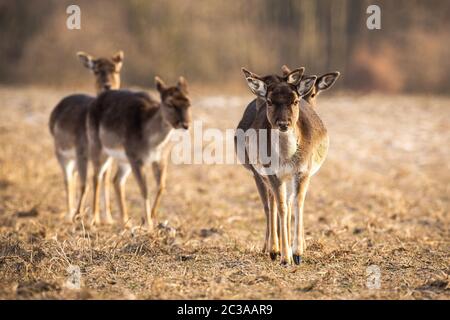 Vorderansicht eines zahlreiche Damhirsche, Dama Dama, Herde Anfahren auf einer Wiese im Frühling. Low Angle Teleobjektiv geschossen von Braun weibliche Säugetier walking forwa Stockfoto