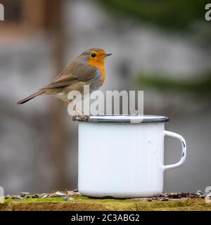 Europäische Robin sitzt auf der Kante einer Tin Cup gegen einen unscharfen Hintergrund mit Kopie Raum Stockfoto