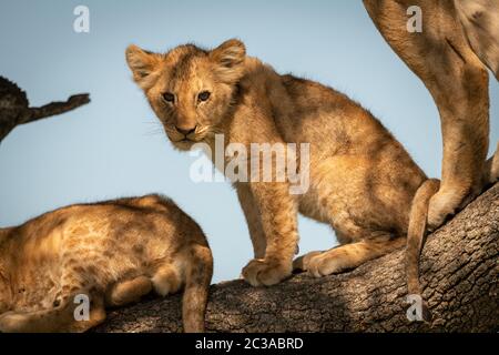 Lion cub sitzt mit Stolz auf Zweig Stockfoto
