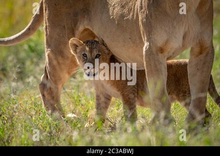 Lion cub steht unter Mutter im Gras Stockfoto