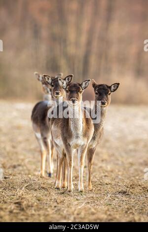 Vertikale Aufnahme von Damhirschen, Dama Dama, Herde mit Blick Kamera mit Kopierraum. Gruppe von wilden weiblichen Tieren auf einer Wiese in der Wildnis. Interesse Stockfoto