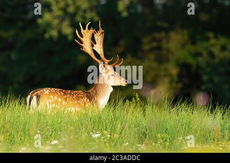 Wilder Damhirsch, Dama Dama, Hirsch, der im Sommer bei Sonnenschein auf einer grünen Wiese steht. Dominantes männliches Säugetier in der Wildnis. Tierische Tierwelt mit Copy-Drau Stockfoto