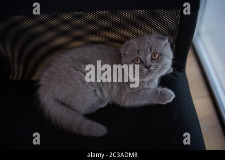 Schottische Falte Katze. Neugierige schottische Falte Kätzchen. Nahaufnahme Blick auf Kamera. Hochwertige Fotos Stockfoto