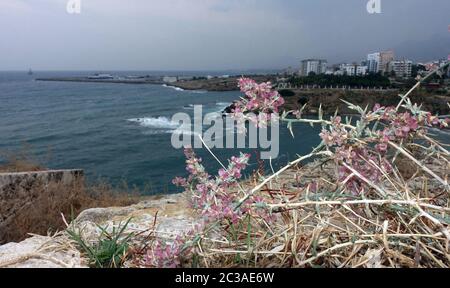 Ruthenisches Salzkraut oder Kali-Salzkraut (Salsola tragus ssp. tragus) in den Mauern des Kastells, Kyrenia/Girne, Türkische Republik Nordzypern Stockfoto