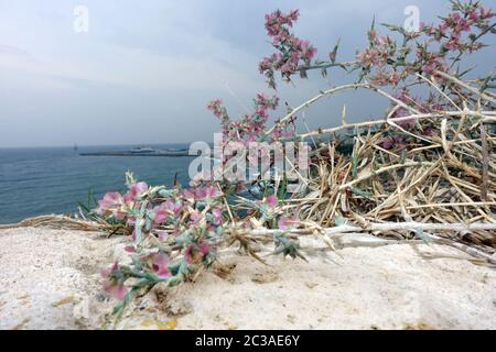 Ruthenisches Salzkraut oder Kali-Salzkraut (Salsola tragus ssp. tragus) in den Mauern des Kastells, Kyrenia/Girne, Türkische Republik Nordzypern Stockfoto