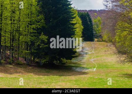 Bäume im Amiata Berg im Frühjahr Saison, Toskana, Italien Stockfoto