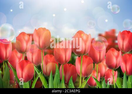 Rote Tulpen Blumen im Garten. Stockfoto