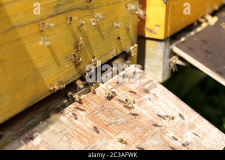 Einige fliegende Bienen vor einem Bienenstock Stockfoto