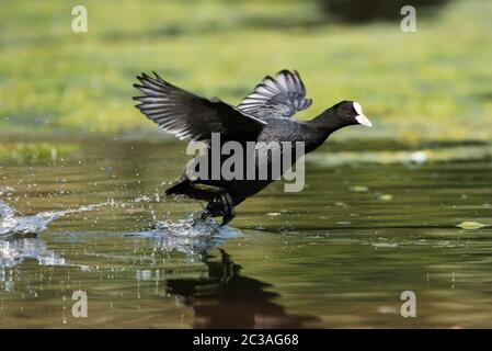 Eurasischer Mohn läuft auf Wasser in Lebensraum. Ihr lateinischer Name ist Fulica atra. Stockfoto