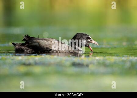 Nestling von Eurasischen Russ auf einem Wasser in Lebensraum. Ihr lateinischer Name ist Fulica atra. Stockfoto