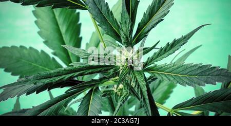 Cannabis auf grünem Panorama. Marihuana-Pflanze mit lebendigen Blättern, Stigmen und Trichomen Stockfoto