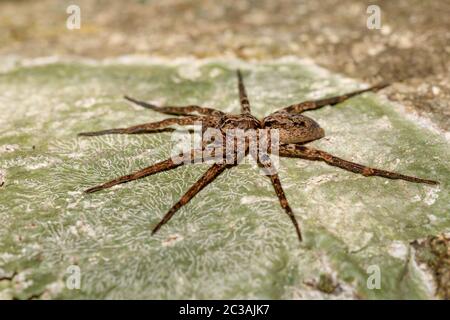 Huntsman Spider auf Baumstamm. Familie Sparassidae, ehemals Heteropodidae. Nosy Mangabe Nationalpark, Afrika Madagaskar Wildnis und Wüste Stockfoto