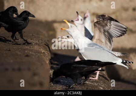 Heringsmöwe in Lebensraum. Ihr lateinischer Name ist Larus argentatus. Stockfoto