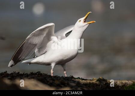 Heringsmöwe in Lebensraum. Ihr lateinischer Name ist Larus argentatus. Stockfoto