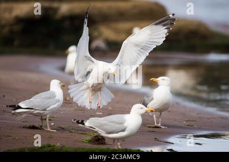 Heringsmöwe in Lebensraum. Ihr lateinischer Name ist Larus argentatus. Stockfoto