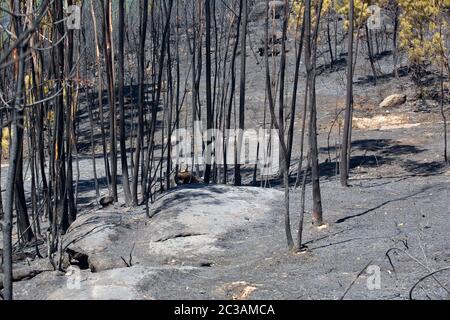 Verbrannten Wald nach einem großen Brand im Norden von Portugal Stockfoto